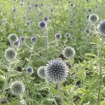 (Qanqal honey) BLUE GLOBE THISTLE HONEY   160g